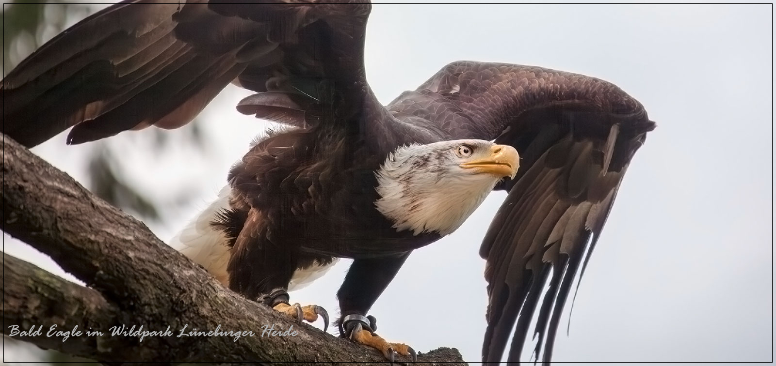 Bald Eagle